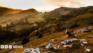 A dog looking out on the hills of north-east Wales. The sun is setting and the green hills are covered in a golden-hue.