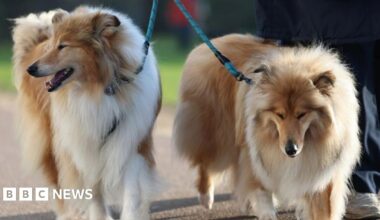 A Polish lowland sheepdog perched up on a metal fence, behind her is a man and a woman