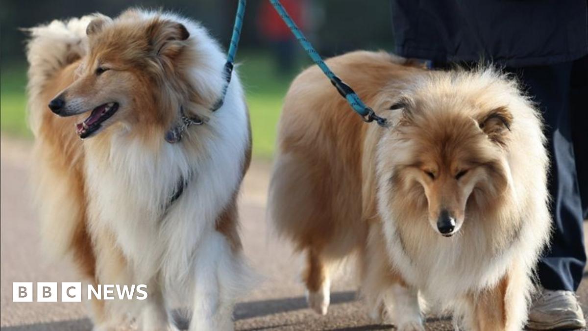 A Polish lowland sheepdog perched up on a metal fence, behind her is a man and a woman
