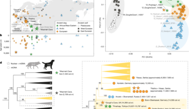 Dogs were widely distributed across western Eurasia during the Palaeolithic