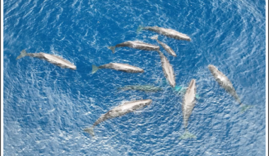 Description of a collaborative sperm whale birth and shifts in coda vocal styles during key events