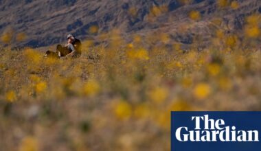 Death Valley bursts into superbloom for first time in a decade | West Coast