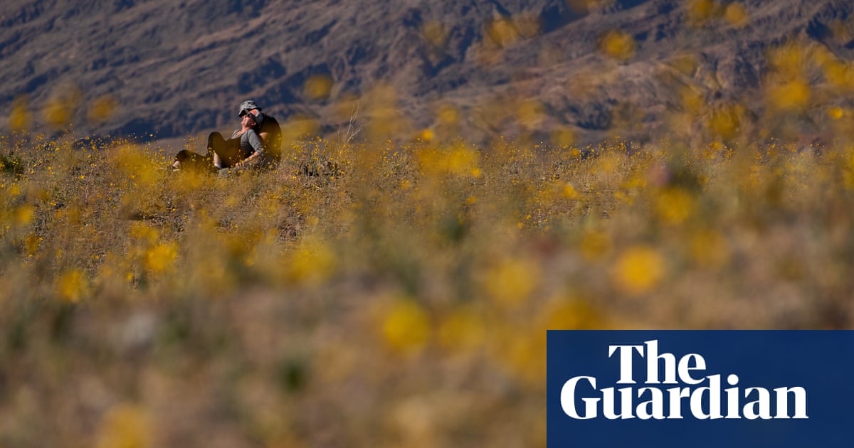 Death Valley bursts into superbloom for first time in a decade | West Coast