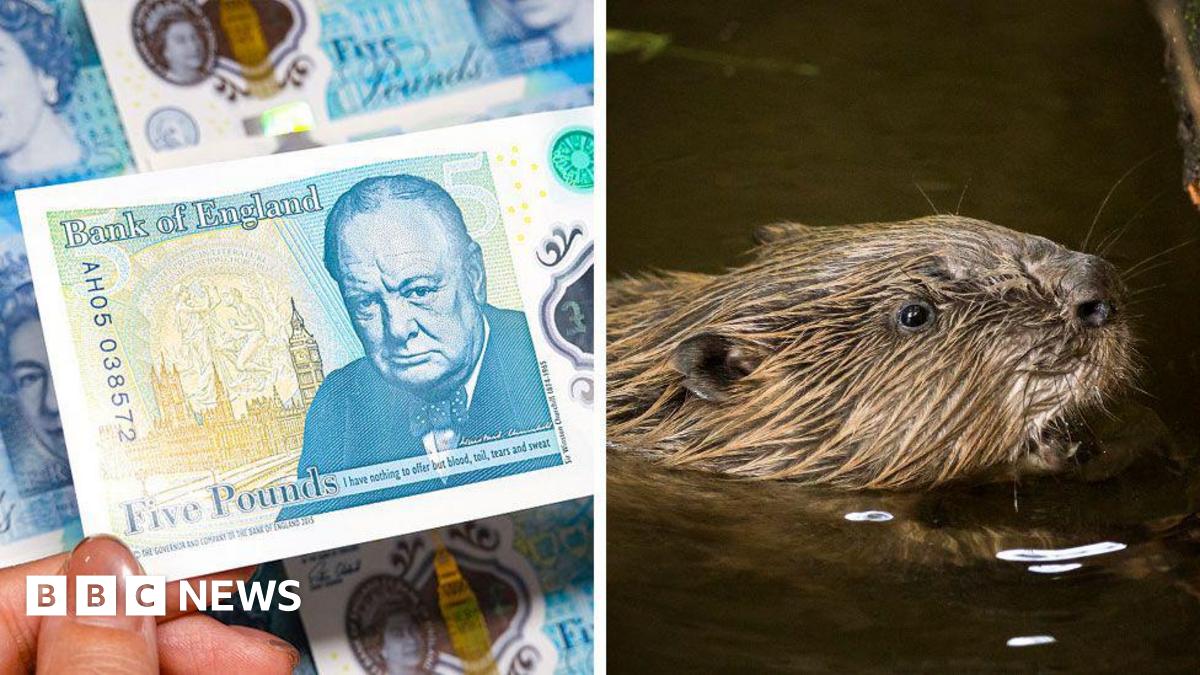 A composite picture of the Churchill £5 note on one side, and a beaver swimming through the water on the other.