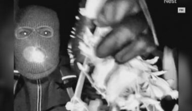 'We believe we know why he did this': Pima County sheriff believes Nancy Guthrie suspect could strike again