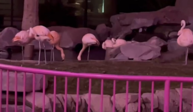 Outrage after tourist accused of stealing, injuring flamingos at Las Vegas casino