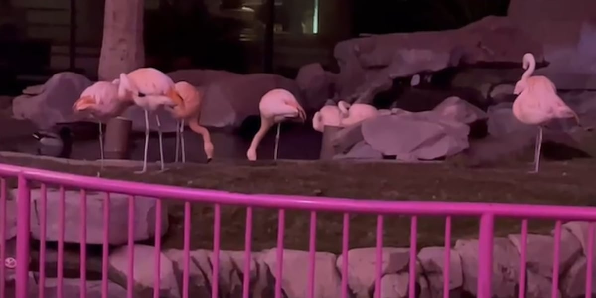 Outrage after tourist accused of stealing, injuring flamingos at Las Vegas casino