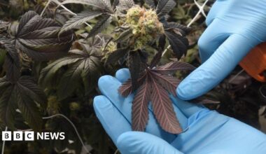 A large room filled with a horde of about 25 cannabis plants. The plant pots are sitting on white sheets. The room is well lit.