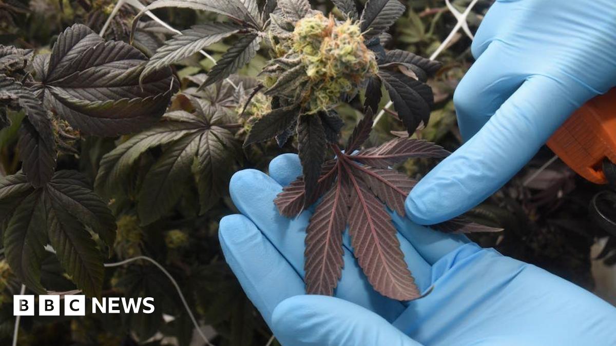 A large room filled with a horde of about 25 cannabis plants. The plant pots are sitting on white sheets. The room is well lit.
