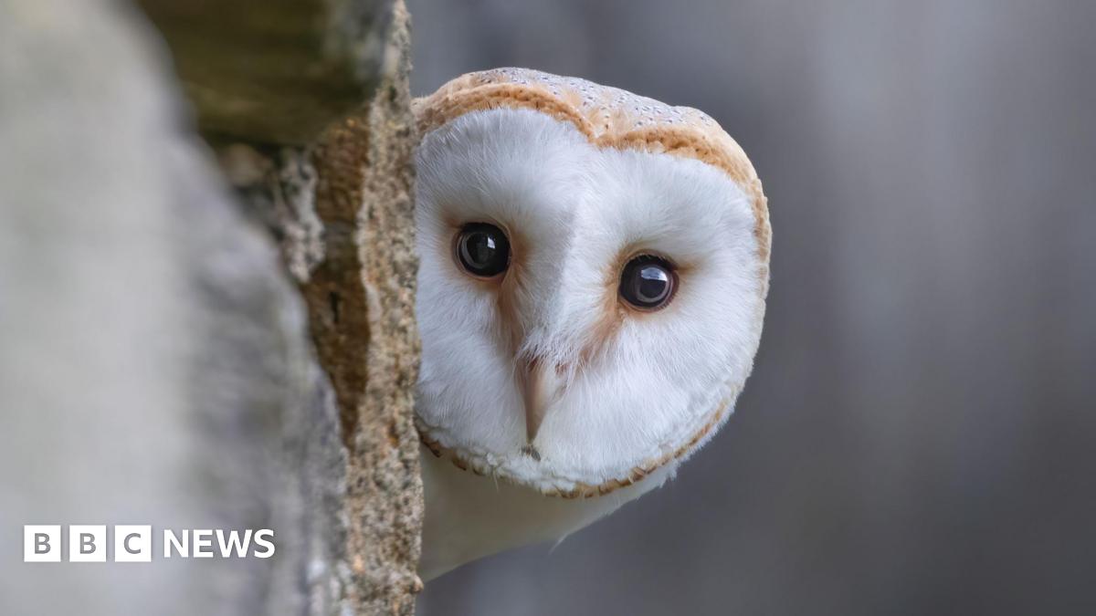 A close-up of an owl peeking around a tree