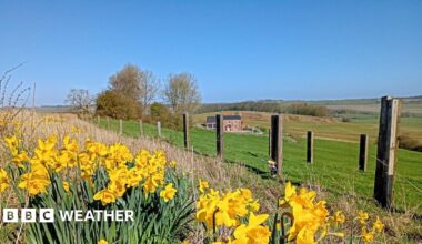 Rural scene. Fields, a few trees, a house and fencing. Daffodils in the foreground. Blue skies.