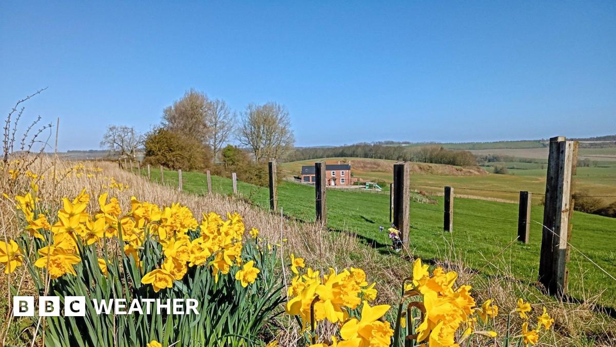 Rural scene. Fields, a few trees, a house and fencing. Daffodils in the foreground. Blue skies.