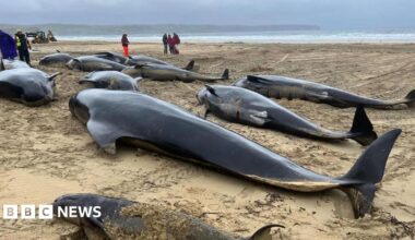 Several long-finned pilot whales lying on a sandy beach.