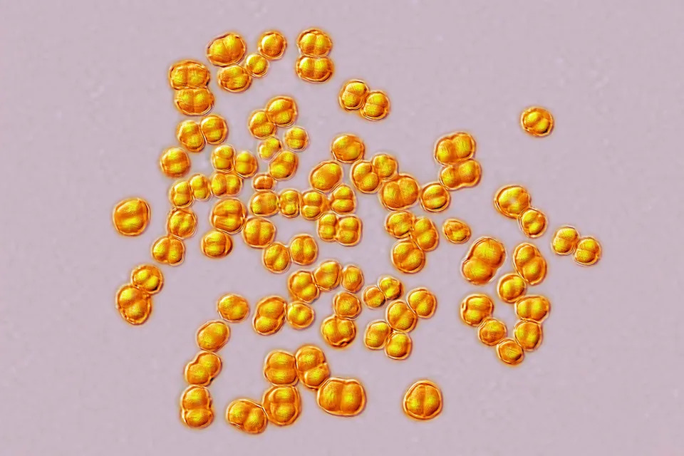 Shot of Meningococcus, a bacteria involved in meningitis.
