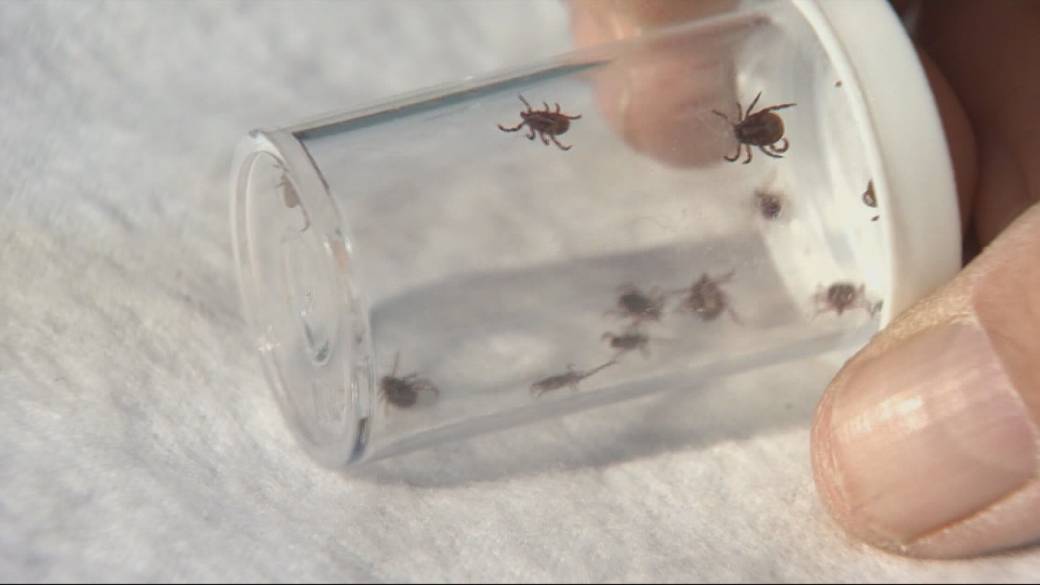 Click to play video: 'Canada’s tick population takes off'