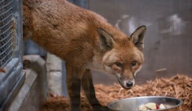 Stowaway fox who slipped onto ship from Southampton to New York 'settling in well' at Bronx home