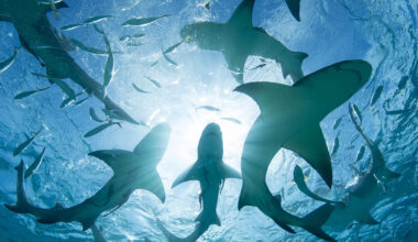 Sharks Are Testing Positive For Cocaine And Caffeine in The Bahamas : ScienceAlert