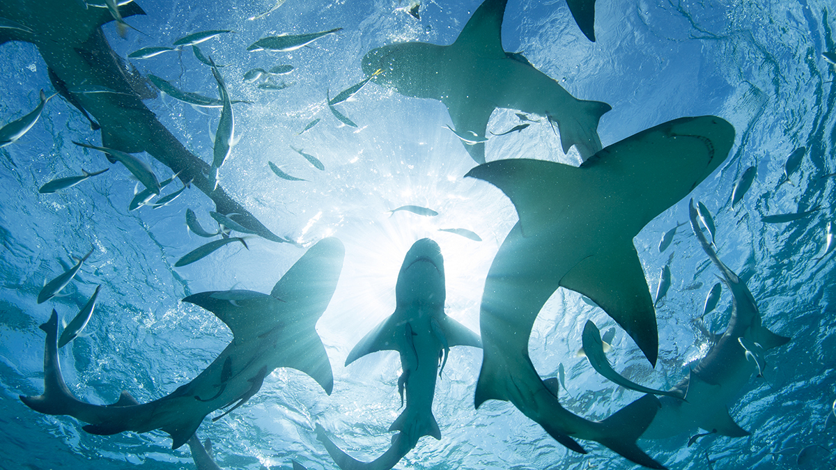 Sharks Are Testing Positive For Cocaine And Caffeine in The Bahamas : ScienceAlert