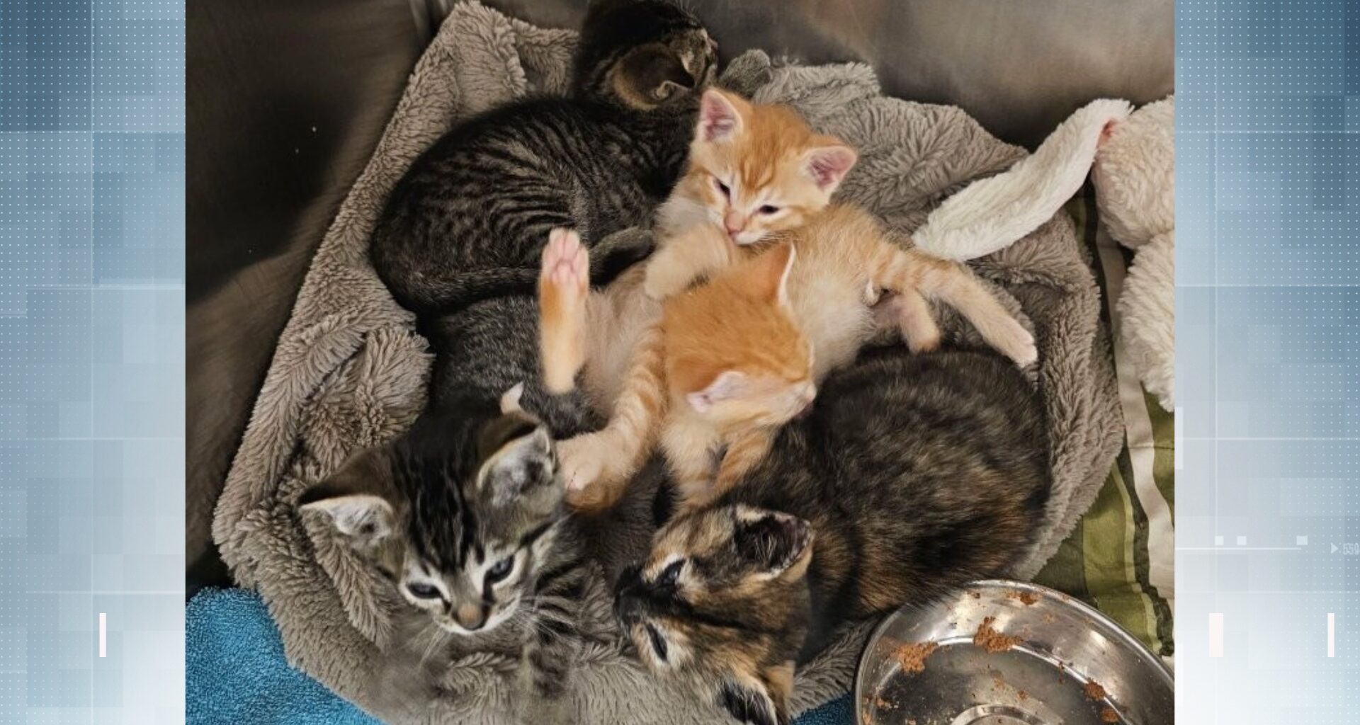 B.C. waste management worker saves kittens from being crushed in compactor