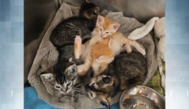 B.C. waste management worker saves kittens from being crushed in compactor