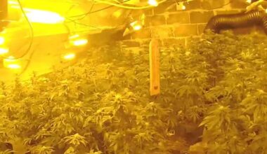 £200,000 cannabis factory found in Nottingham bungalow