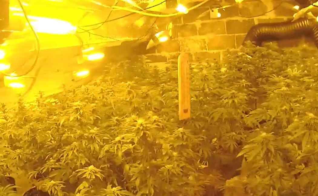 £200,000 cannabis factory found in Nottingham bungalow