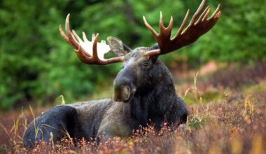 Lifetime hunting ban, $730 fine for moose hunting offences