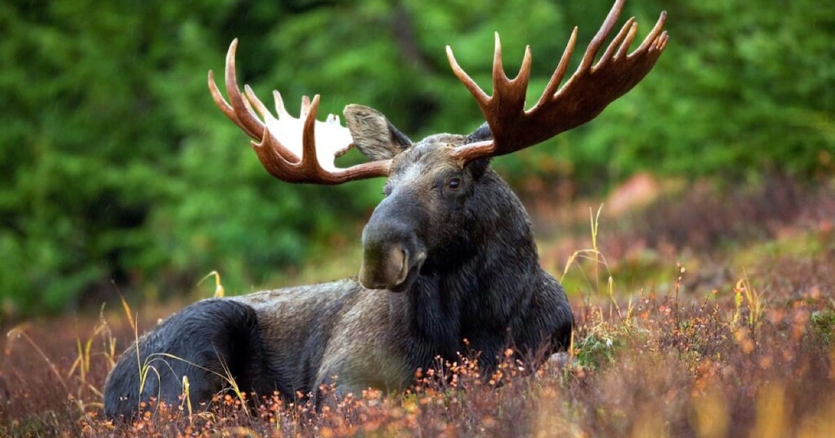 Lifetime hunting ban, $730 fine for moose hunting offences