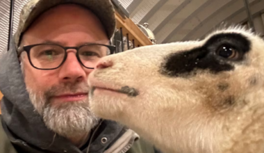 Farmers outraged as N.B. moves to privatize large-animal vet service - CTV News