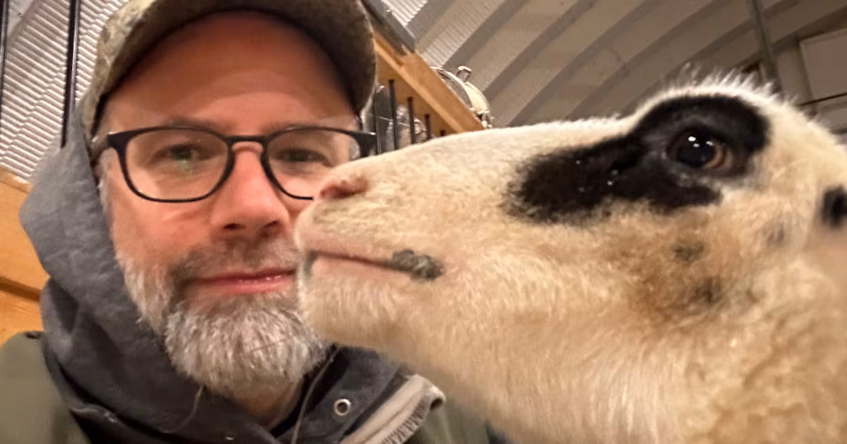 Farmers outraged as N.B. moves to privatize large-animal vet service - CTV News