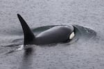 Orca T420 surfaces in the rain after swimming under the Des Moines Marina pier in Des Moines, Wash., on March 11, 2026.