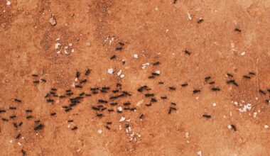 More than 2,000 live ants smuggled in luggage, Kenyan authorities say after man’s arrest - CTV News