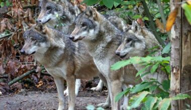 Wildwood near Herne Bay euthanises entire wolf pack after aggressive behaviour escalates