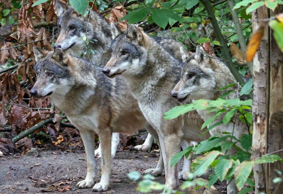 Wildwood near Herne Bay euthanises entire wolf pack after aggressive behaviour escalates