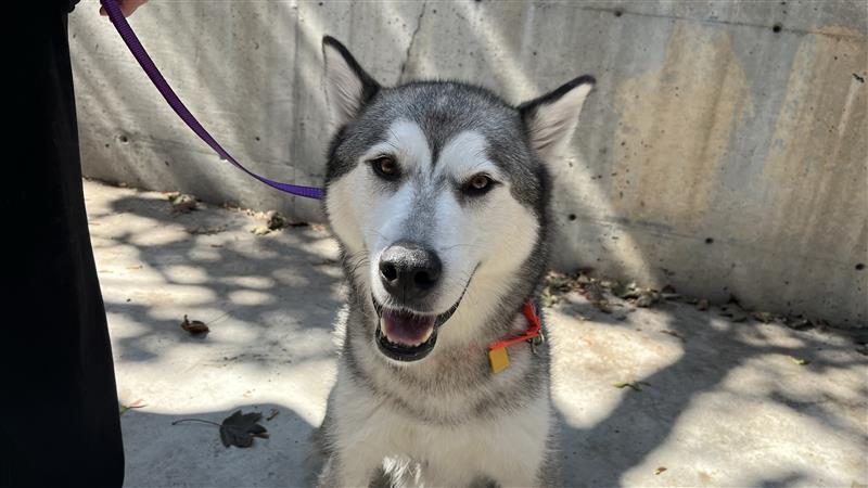 No-pets clauses in rental leasing violate Quebec charter: TAL