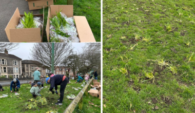 Volunteers 'heartbroken' after 30,000 newly planted bulbs in Bristol mowed down by council