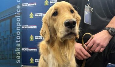 Saskatoon Police Service welcomes new electronic storage detection dog - Saskatoon
