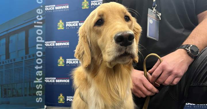 Saskatoon Police Service welcomes new electronic storage detection dog - Saskatoon