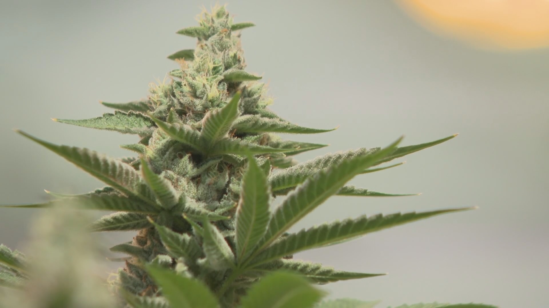 Click to play video: 'BIV: Legal cannabis sales continue to soar'