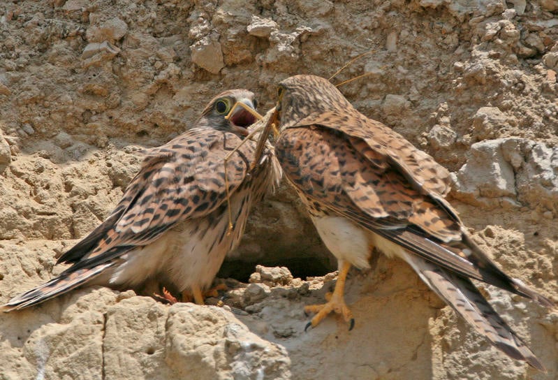 Road racket killing the mood for birds breeding in half of Israel's open spaces - study