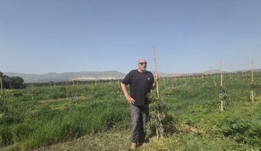 As Hezbollah strongholds crop back up, northern farmers regrow destroyed fields