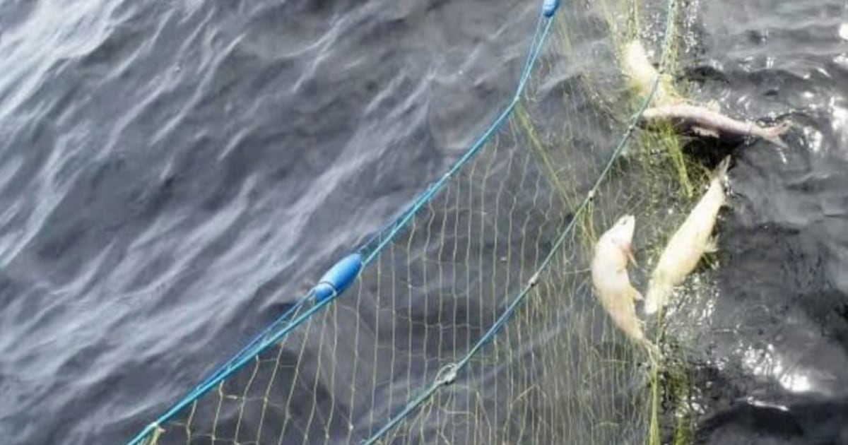 Ontario men fined, banned from fishing after incidents in provincial park - CTV News