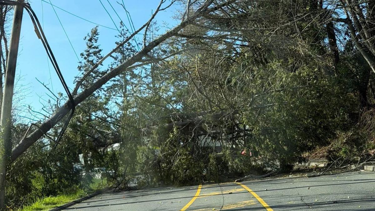 Wind storm knocks power out for thousands in Nanaimo & Oceanside | NanaimoNewsNOW