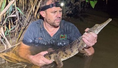 Crocodile found by boy lurking in a creek near family's home, 1,200 miles from its tropical habitat
