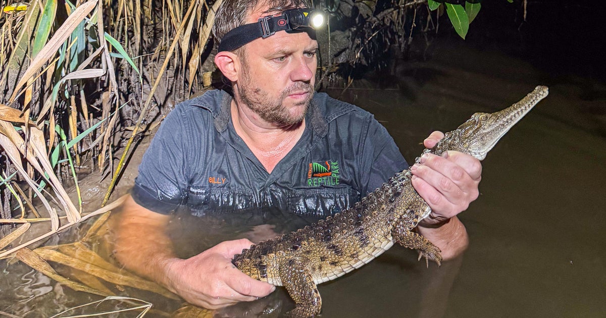 Crocodile found by boy lurking in a creek near family's home, 1,200 miles from its tropical habitat