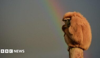 A monkey at Chester Zoo sitting on a wooden post with a rainbow in the sky behind it.
