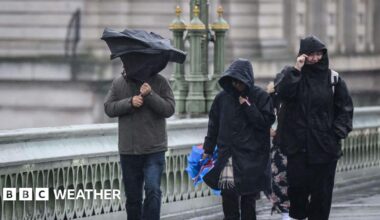 Bright yellow daffodils bow under a fresh dusting of snow.