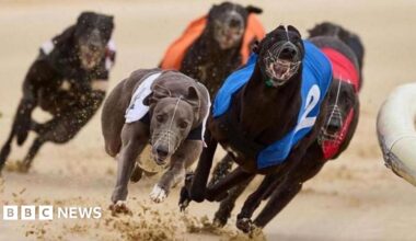 Greyhound racing to be banned in Wales after Senedd vote