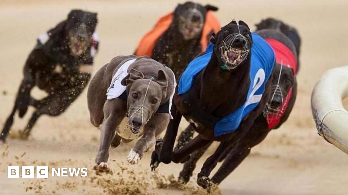 Greyhound racing to be banned in Wales after Senedd vote
