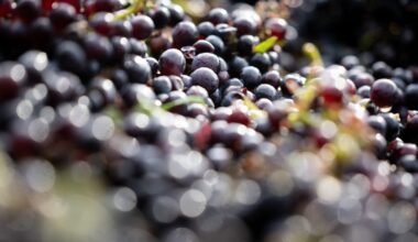 600-year-old grape seed used to make pinot noir wine found in toilet of medieval hospital in France